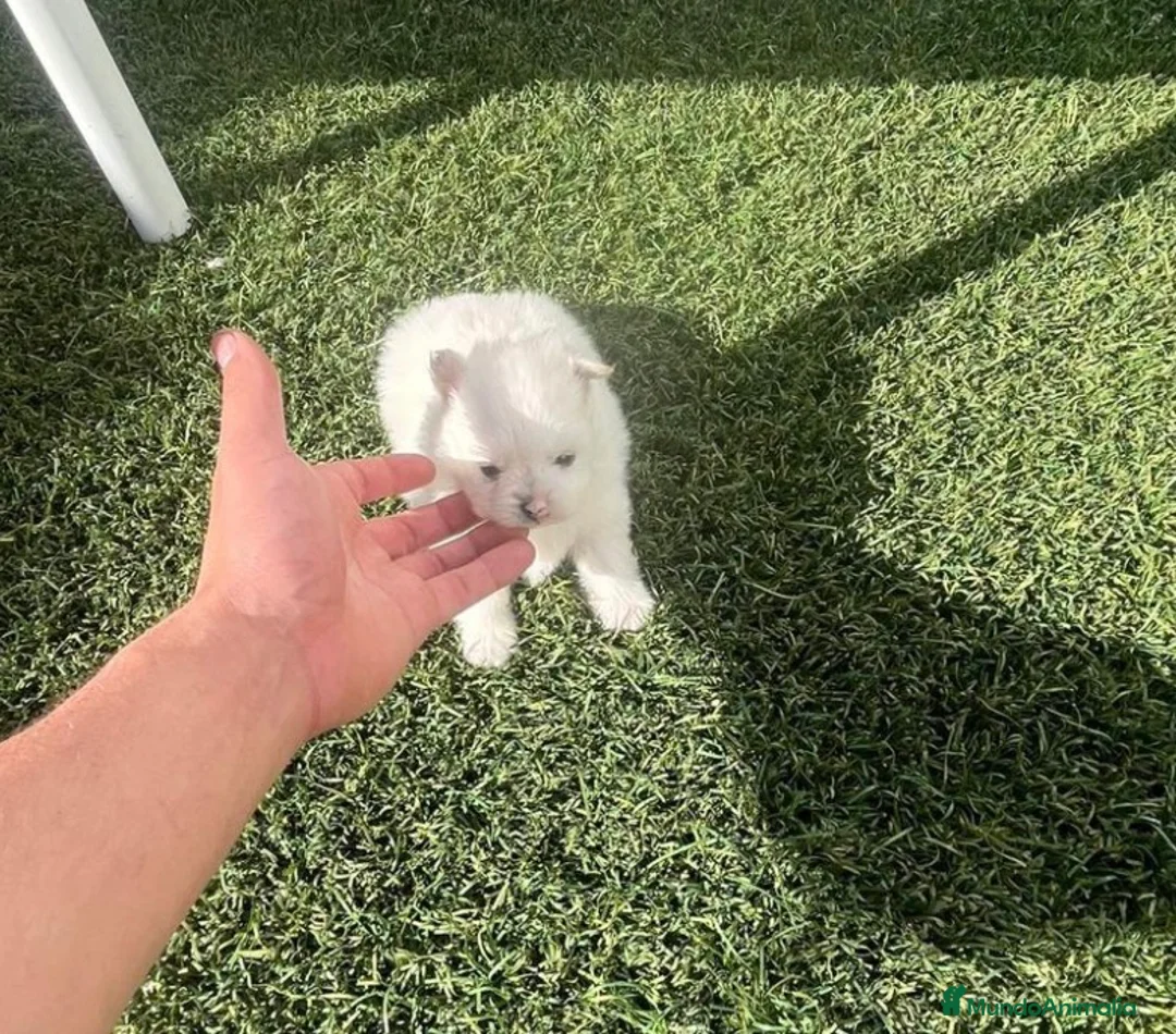 Pomerania perros en venta: Pomerania  - Anuncio 6