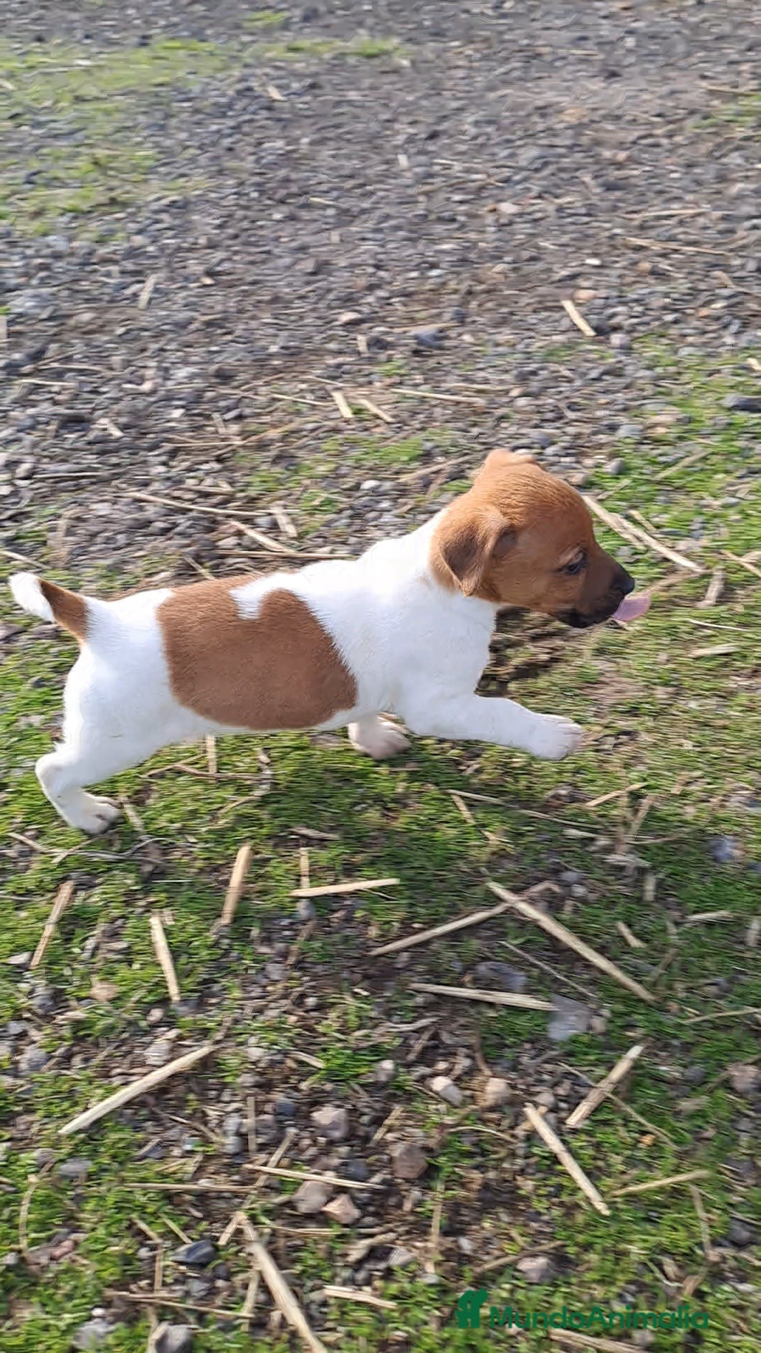 Jack Russell Terrier perros en venta: Jack russell  - Anuncio 5