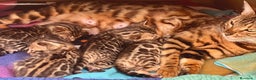 Bengalí gatos en venta: Preciosa Hembra Bengal - Anuncio 4