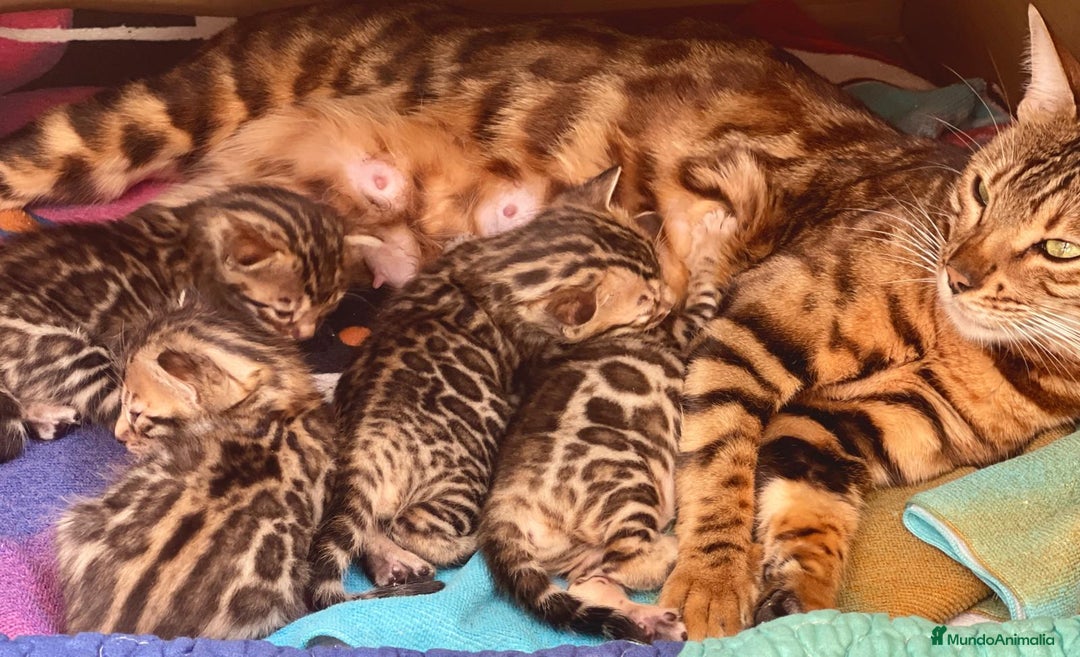 Bengalí gatos en venta: Preciosa Hembra Bengal - Anuncio 4
