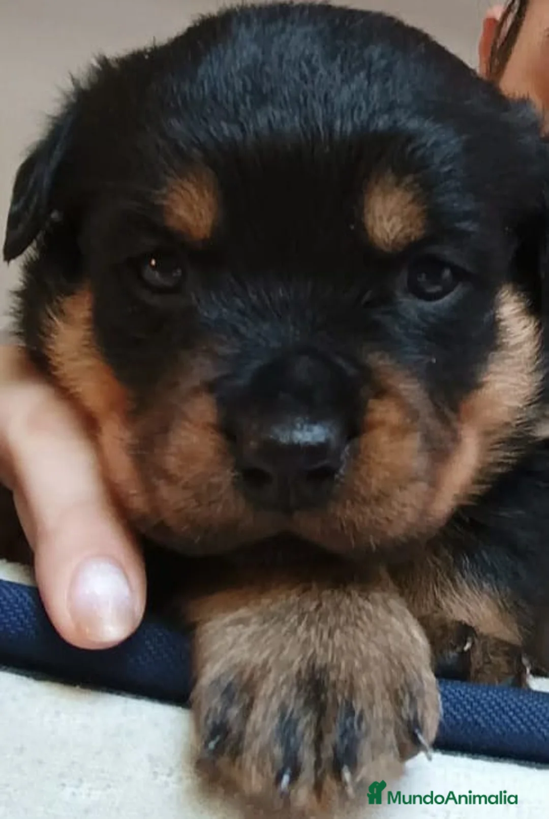 Rottweiler perros en venta: Cachorros de rottweiler .  - Anuncio 5