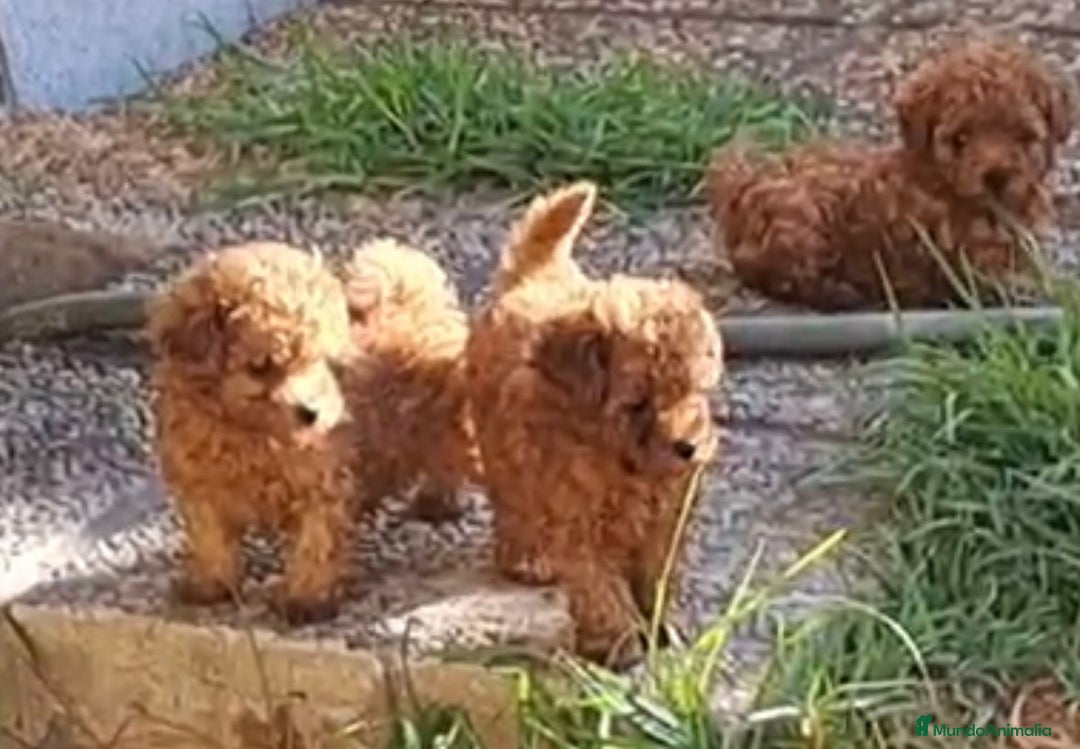 Caniche Enano perros en venta: Cachorros de caniche enanos - Anuncio 4