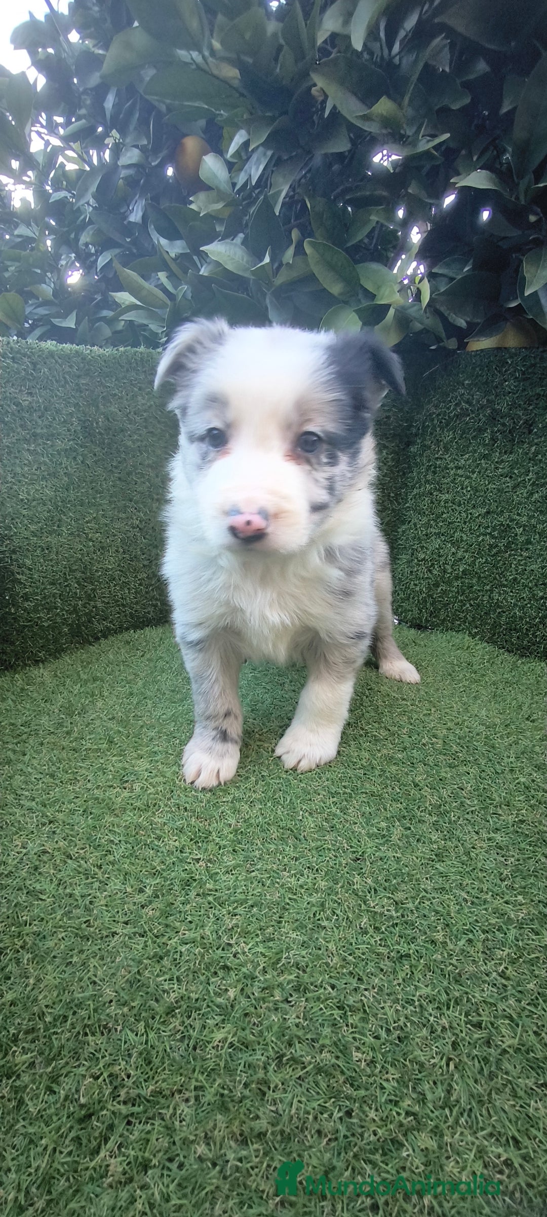 Border Collie perros en venta: border collie blue merle y blancos y negros  - Anuncio 11