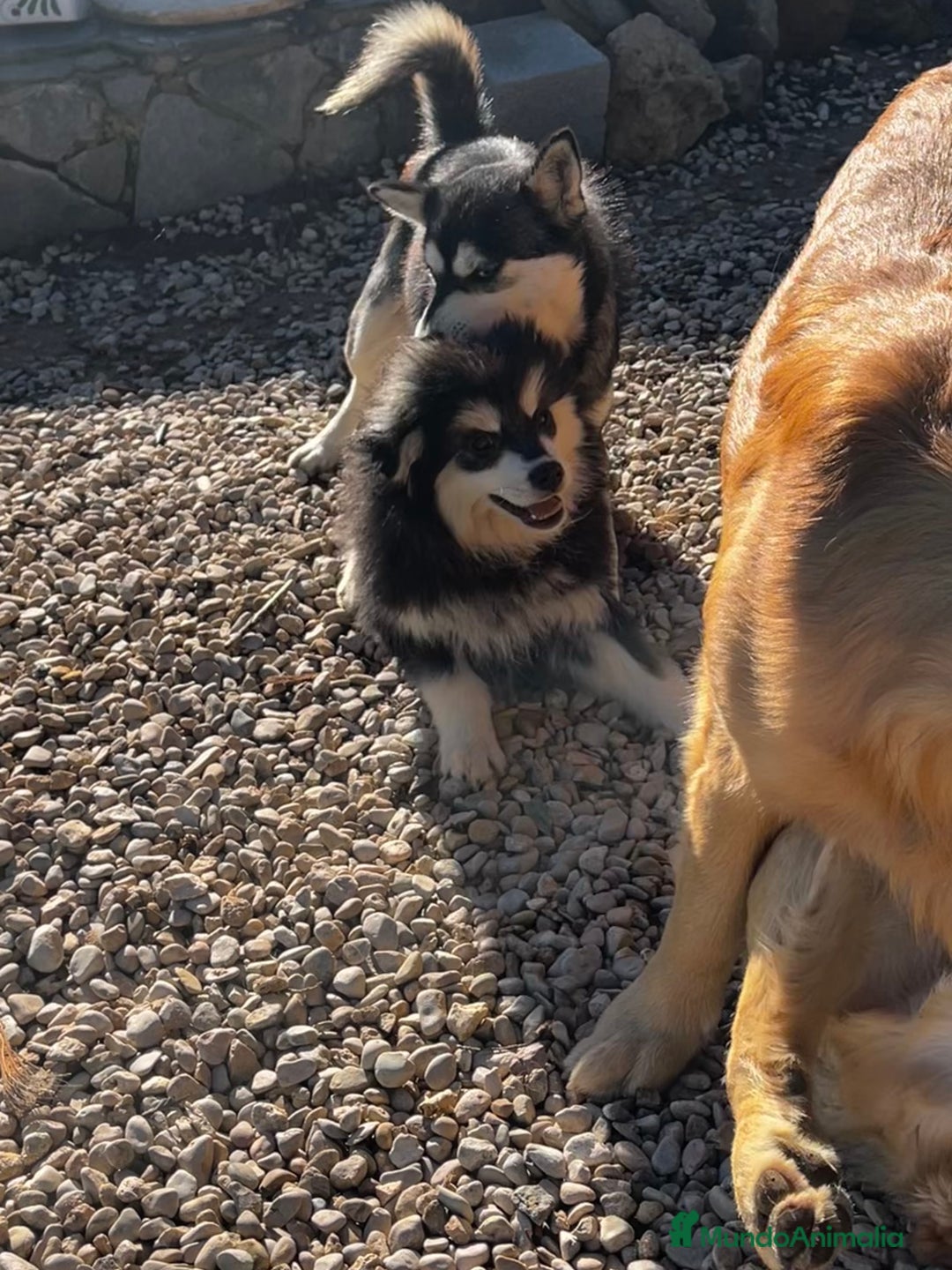 Pomsky perros en venta: Pomsky miniatura  - Anuncio 2