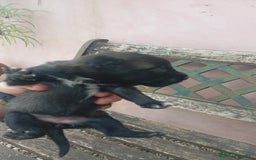 Pastor Belga Malinois perros en venta: CAMADA MALINOIS  - Imagen 3