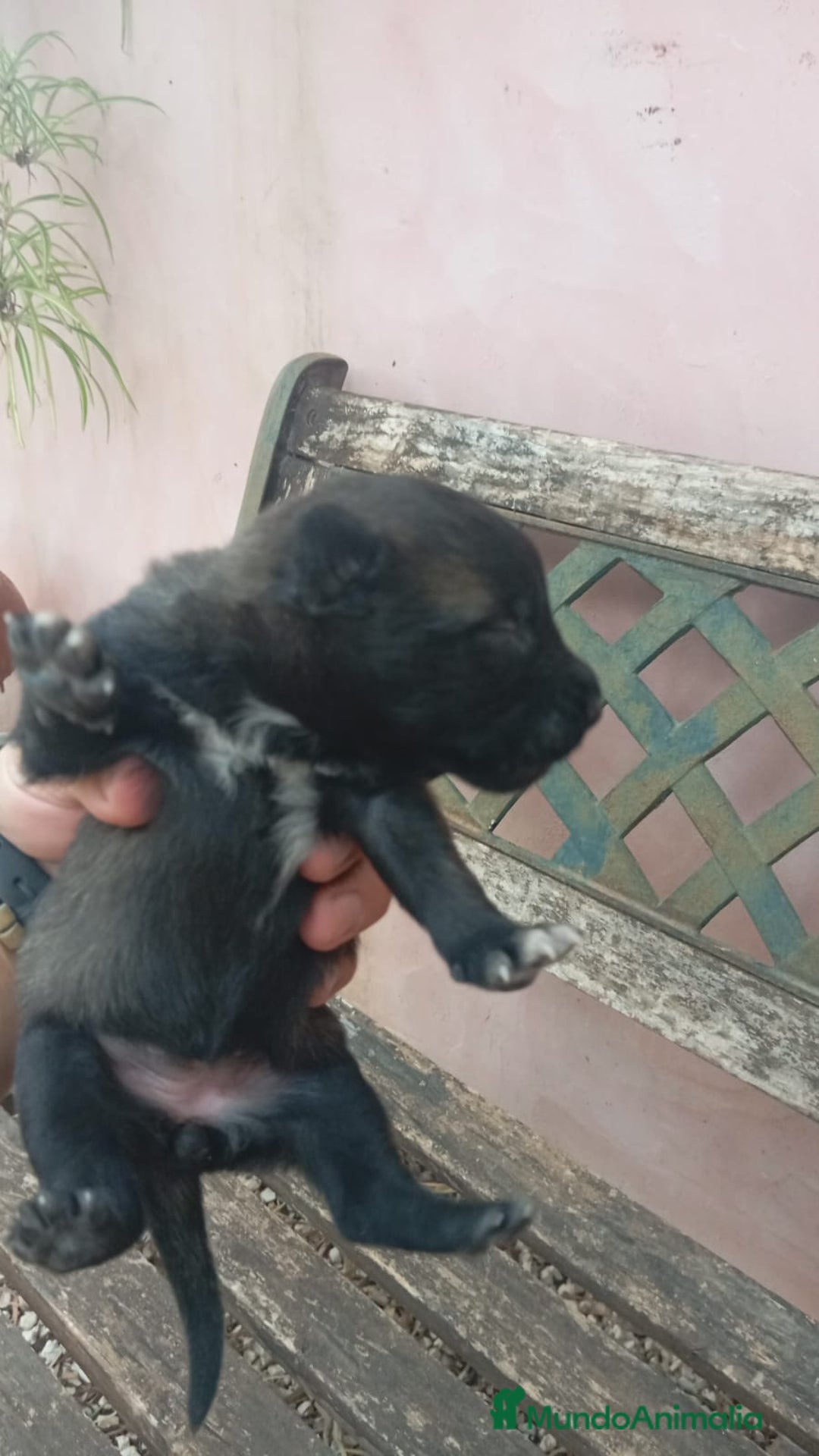 Pastor Belga Malinois perros en venta: CAMADA MALINOIS  - Imagen 3