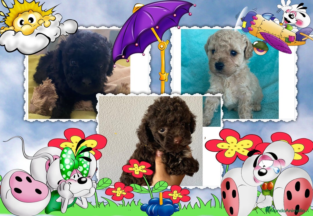 Caniche Toy perros en venta: Camada familiar de caniche toy - Anuncio 2