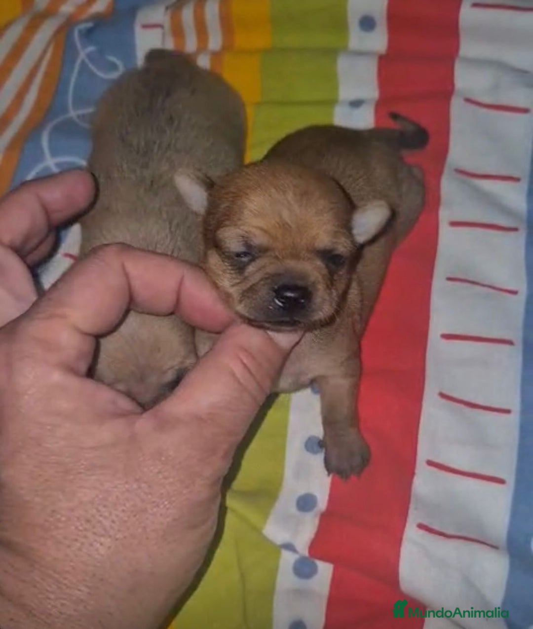 Chihuahua perros en venta: Chihuahua mini color ciervo - Anuncio 2