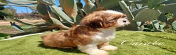 Shih Tzu perros en venta:  Shih-Tzu En Caraby Benidorm  en Alicante - Anuncio 10