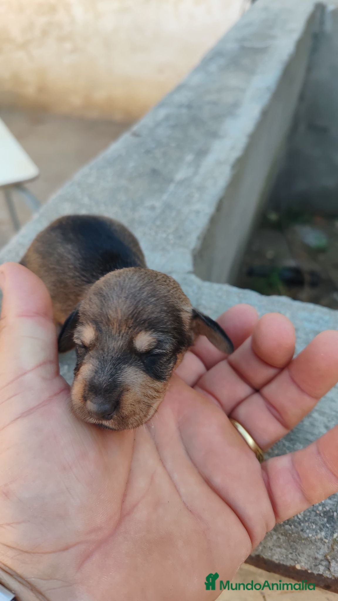 Teckel perros 🌟CAMADA DE TEKEL ARLEQUÍN y NEGROS FUEGO🌟 - Anuncio 36
