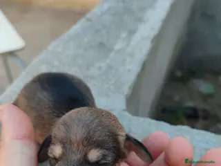 Teckel perros 🌟CAMADA DE TEKEL ARLEQUÍN y NEGROS FUEGO🌟 - Anuncio 36