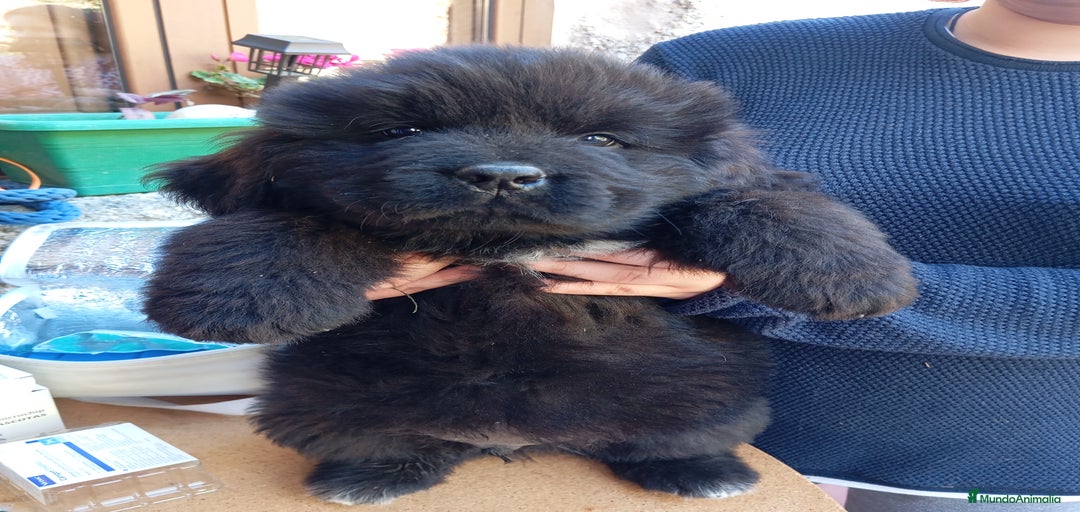 Imagen de galería {{count}}