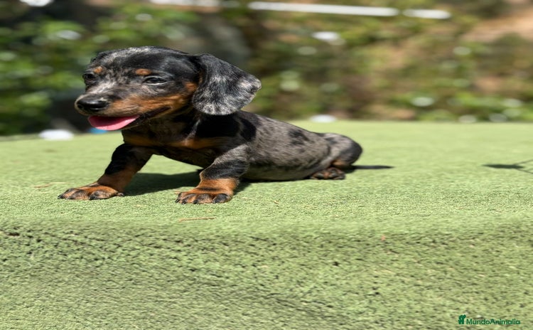 Teckel Miniatura perros - Anuncio 1