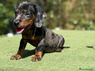Teckel Miniatura perros - Anuncio 31