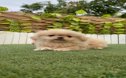 Pekinés perros en venta: PEKINES IMPERIAL - Imagen 5