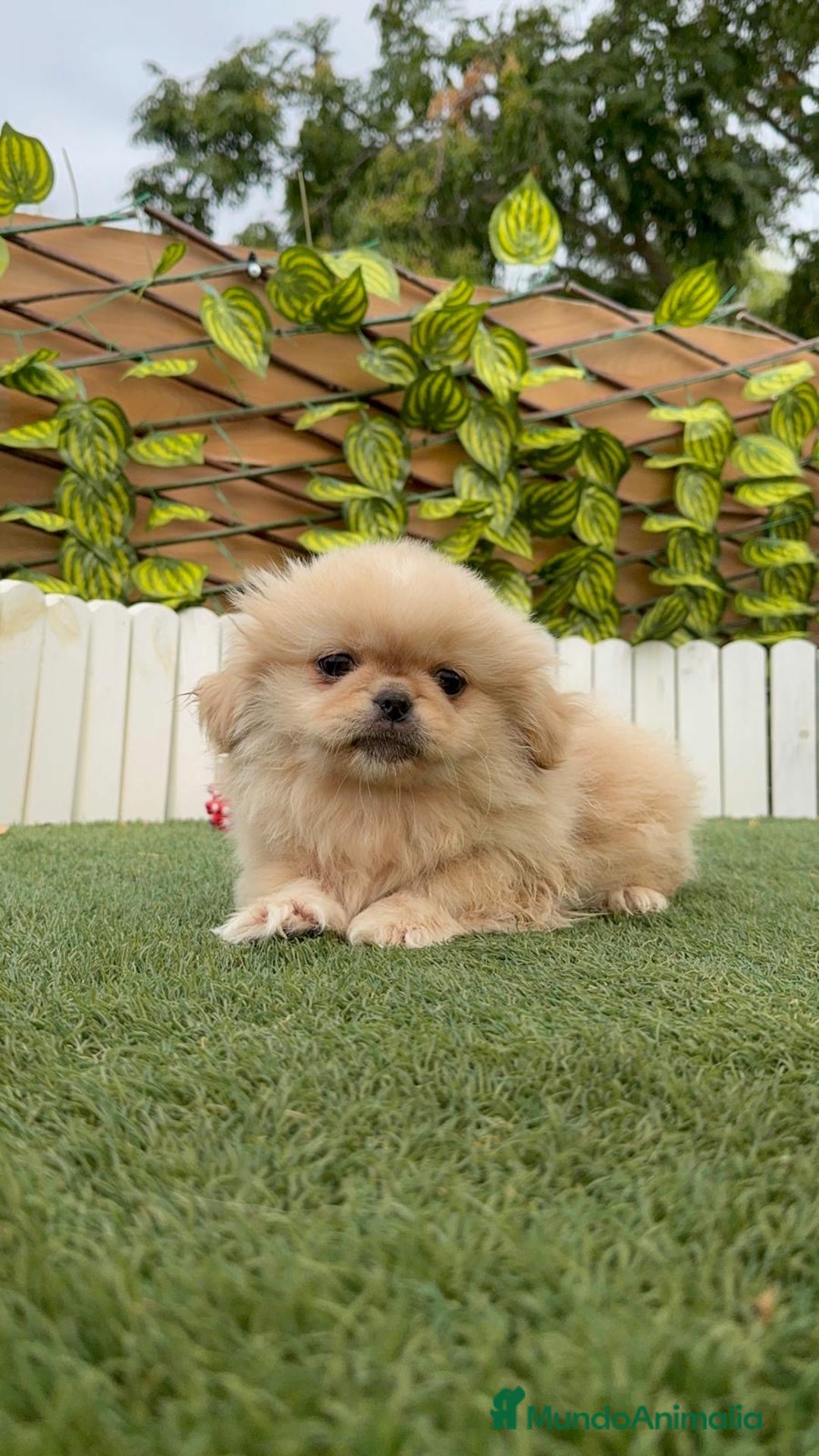 Pekinés perros en venta: PEKINES IMPERIAL - Imagen 5