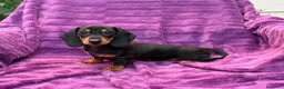 Teckel Miniatura perros en venta: Teckels Miniatura de calidad  - Anuncio 8