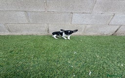 Chihuahua perros en venta: Chihuahua micro toy - Imagen 12