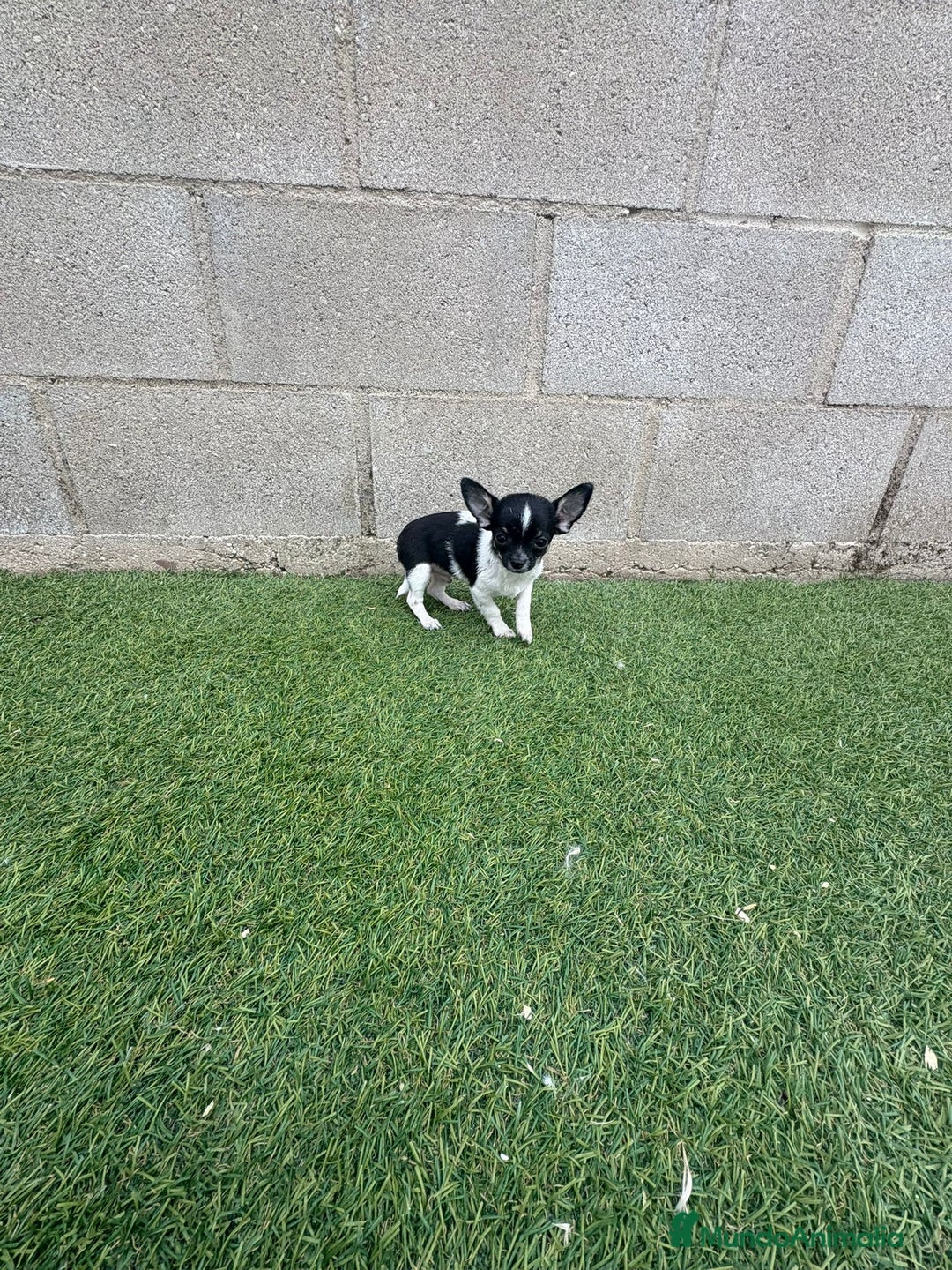 Chihuahua perros en venta: Chihuahua micro toy - Imagen 12