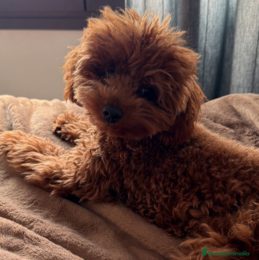 Caniche Toy perros para monta: Espectacular caniche Toy rojo para monta  - Anuncio 5