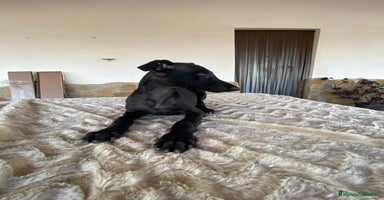 Galgo Español perros - Propaganda 4