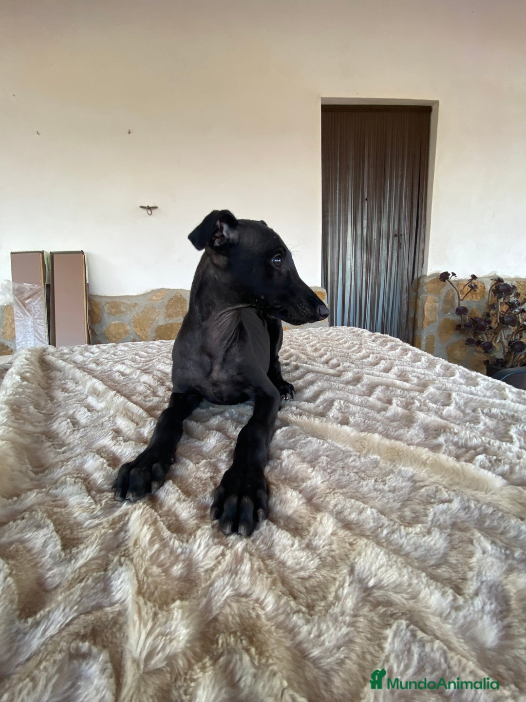 Galgo Español perros en venta: Galgo español  - Imagen 2