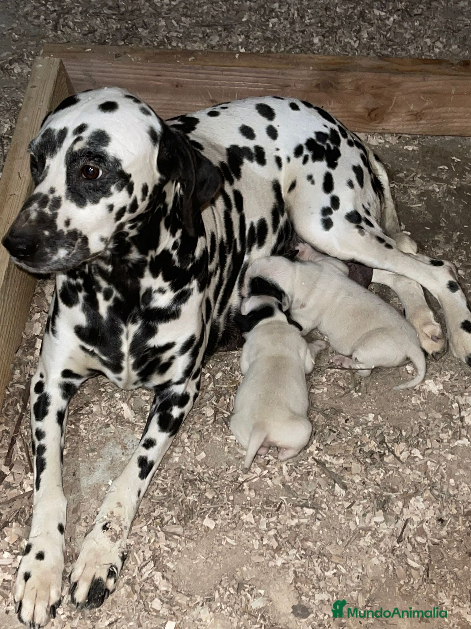 Dálmata perros Dálmatas disponible  para reservar  - Anuncio 2