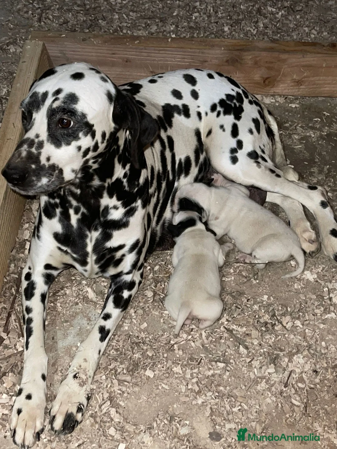 Dálmata perros en venta: Dálmatas disponible  para reservar  - Anuncio 1