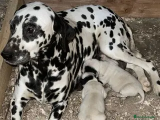 Dálmata perros Dálmatas disponible para reservar - Anuncio 2