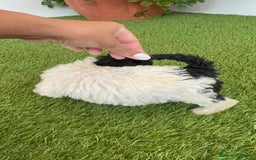 Perro de Agua Español perros en venta: PERRO DE AGUA ESPAÑOL HEMBRA - Imagen 13