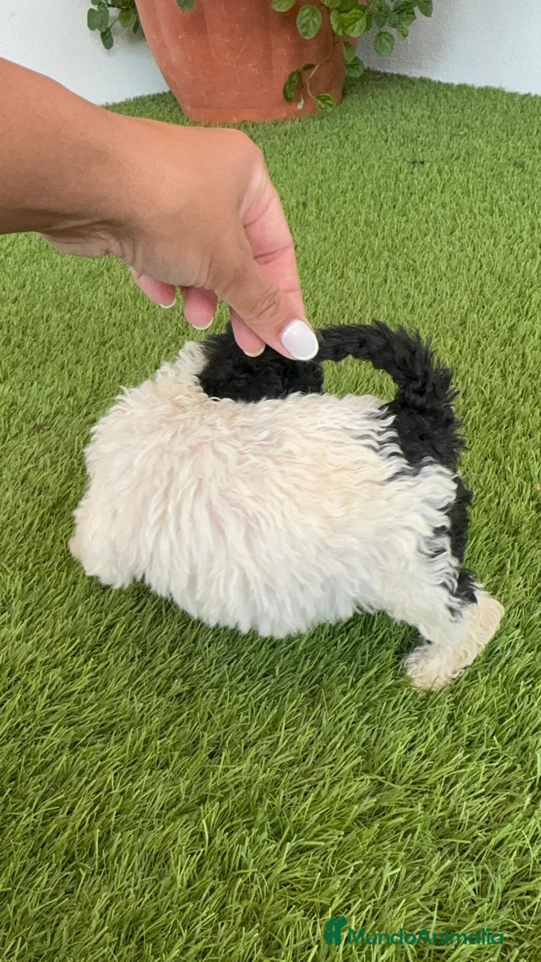 Perro de Agua Español perros en venta: PERRO DE AGUA ESPAÑOL HEMBRA - Imagen 13