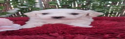 Bichón Maltés perros en venta: Bebés Bichon Maltés Machos  - Anuncio 2
