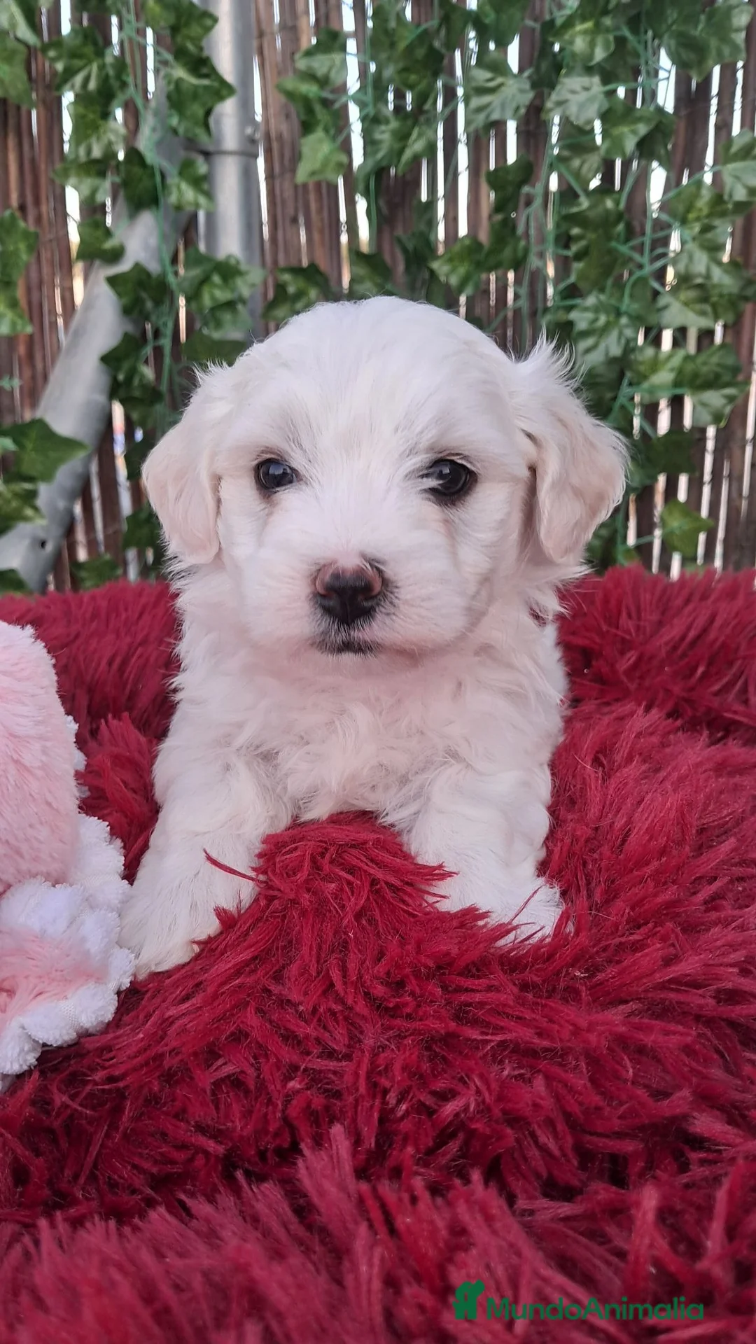 Bichón Maltés perros en venta: Bebés Bichon Maltés Machos  - Anuncio 2