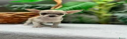 Chihuahua perros en venta:  CAMADA DE CHIHUAHUA – BLANCOS Y CANELA  - Anuncio 11