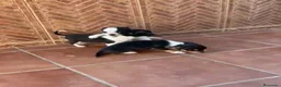 Chihuahua perros en venta: Chihuahuas🐶🐾 - Anuncio 2