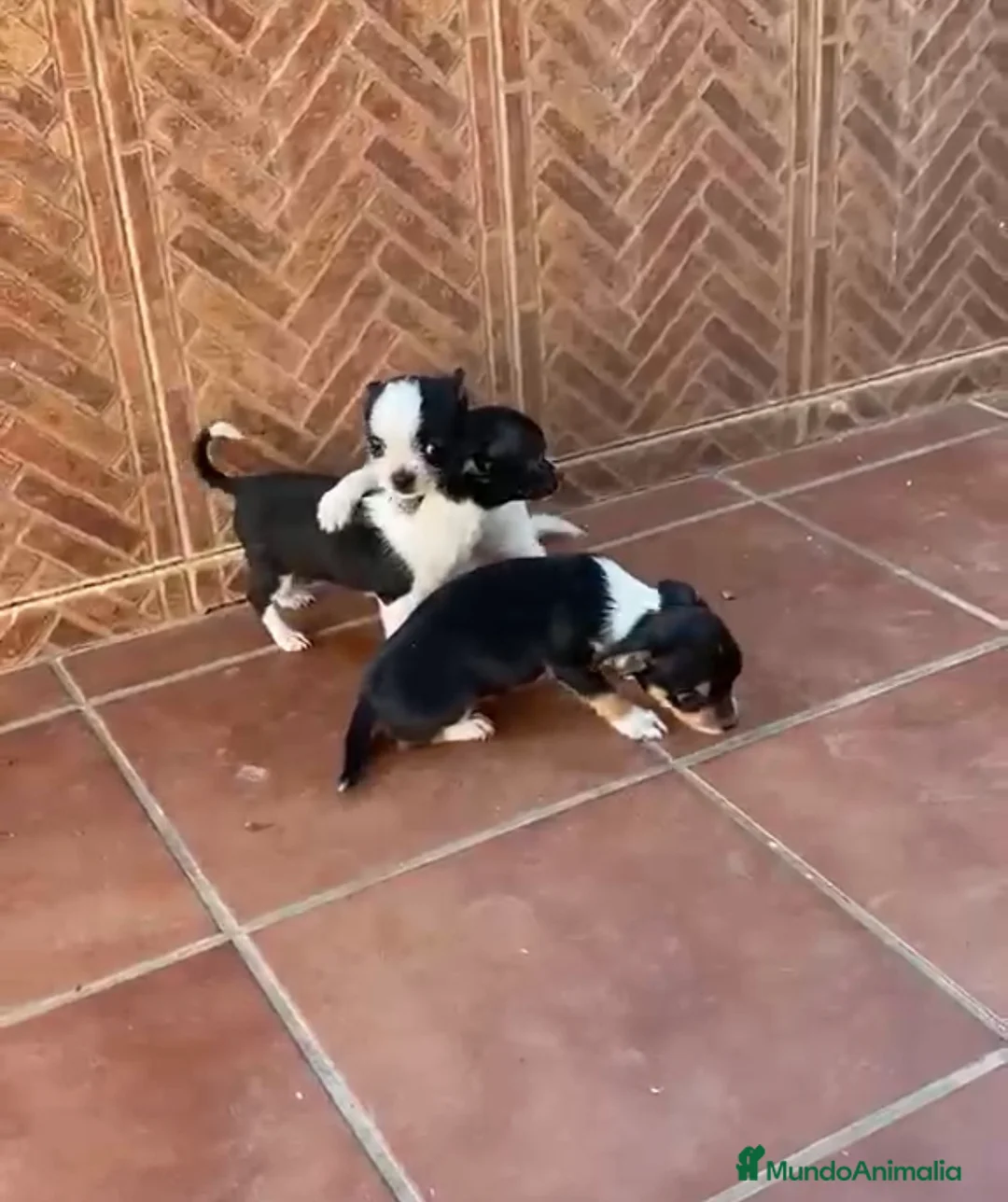 Chihuahua perros en venta: Chihuahuas🐶🐾 - Anuncio 2
