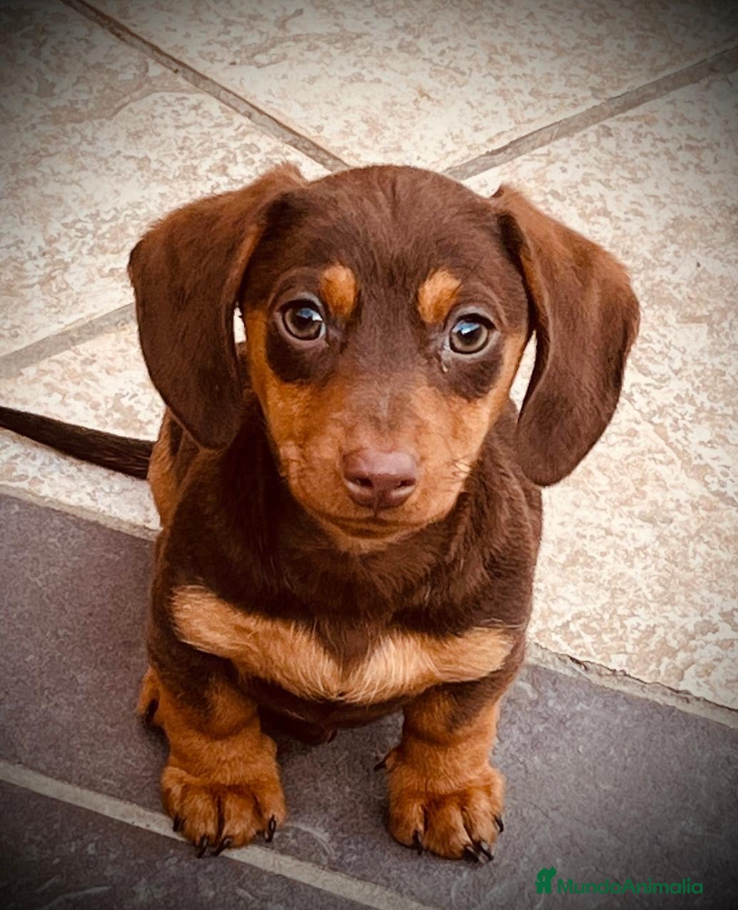 Teckel Miniatura perros Teckel mini Chocolate en Illes Balears - Anuncio 11