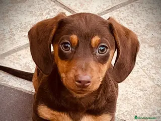 Teckel Miniatura perros Teckel mini Chocolate en Illes Balears - Anuncio 6