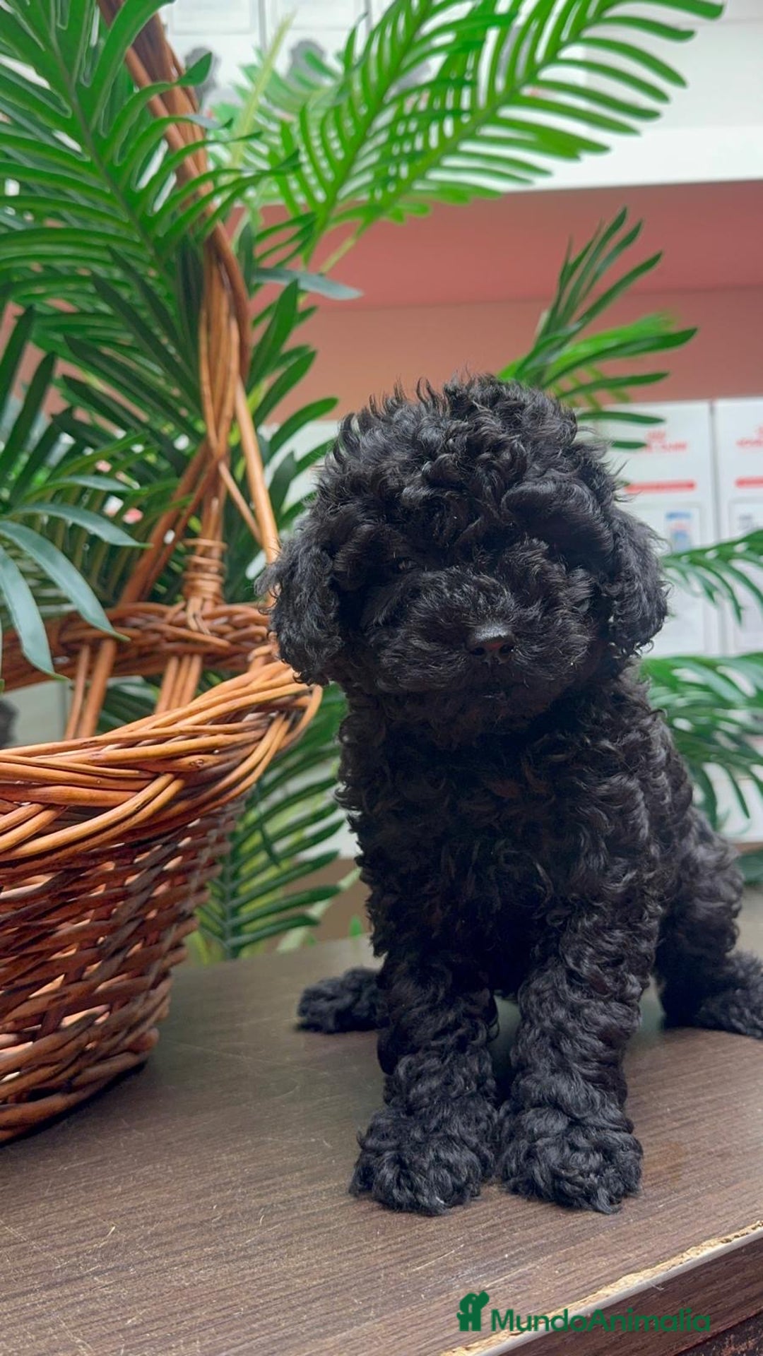 Caniche Toy perros en venta: CANICHE TOY MACHO - Anuncio 18