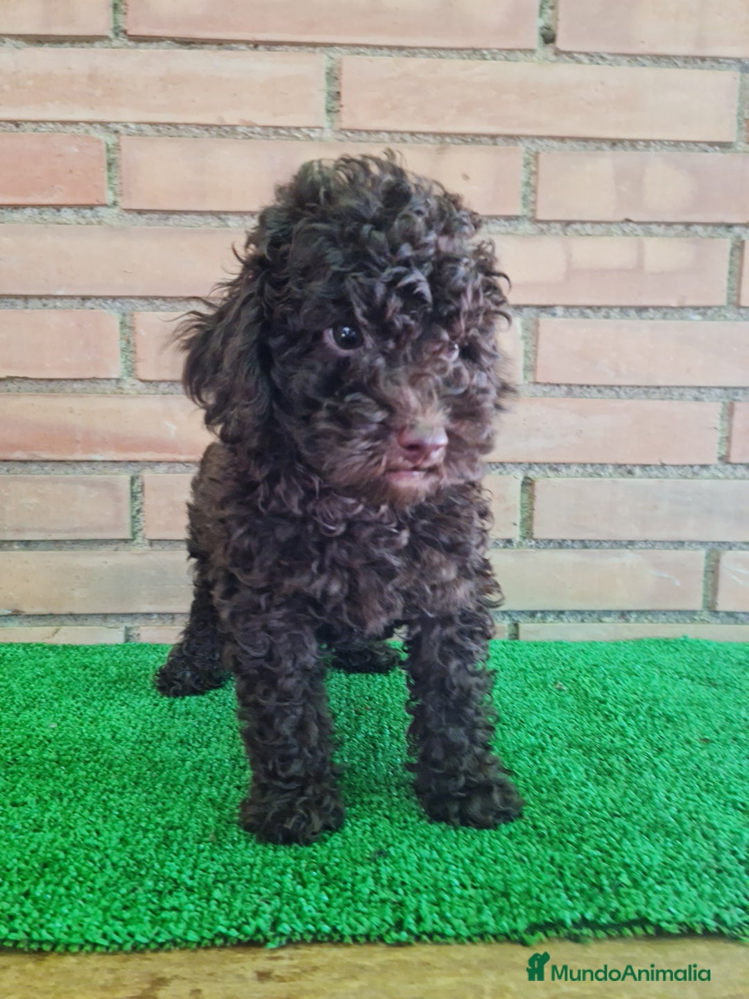 Caniche Enano perros en venta: Caniche - Imagen 16