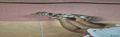 Teckel Miniatura Cachorro 4