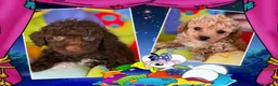 Caniche Toy perros en venta: No dejes pasar la oportuniodad, caniche toy - Anuncio 1