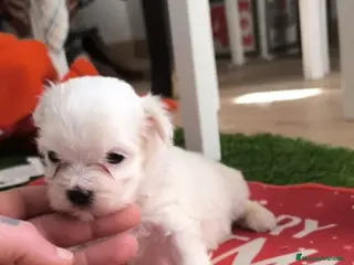 Bichón Maltés perros PRECIOSAS HEMBRAS DE BICHON MALTÉS MINI - Anuncio 1