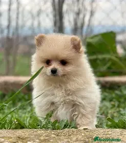 Pomerania perros POMERANIA HEMBRA  - Anuncio 2