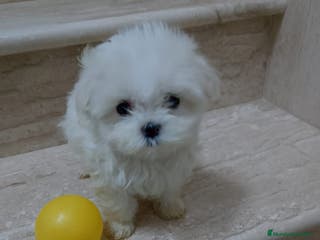 Bichón Maltés perros Bichón Maltés en Barcelona - Anuncio 31