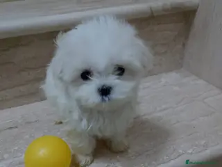 Bichón Maltés perros Bichón Maltés en Barcelona - Anuncio 11