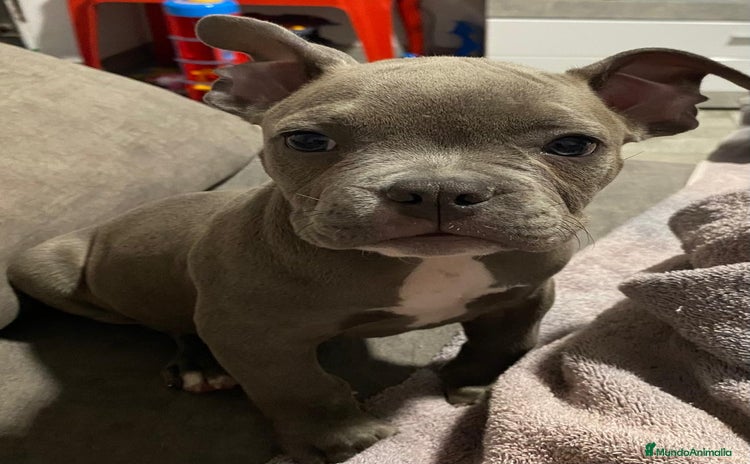 American Bully perros - Anuncio 2
