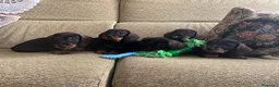 Teckel perros en venta: Teckel standar pelo duro  - Anuncio 2