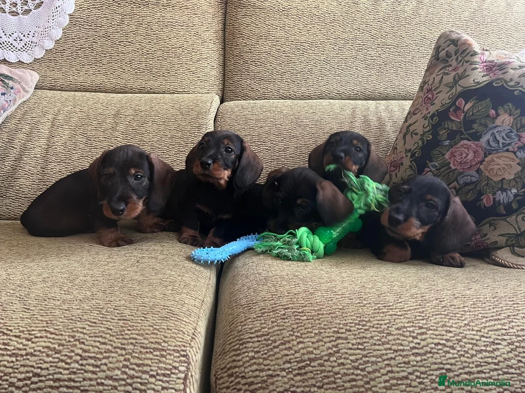 Teckel perros en venta: Teckel standar pelo duro  - Anuncio 2