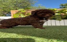 Perro de Agua Español perros en venta: PERRO DE AGUA ESPAÑOL HEMBRA - Imagen 8
